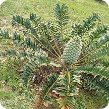 E. arenarius