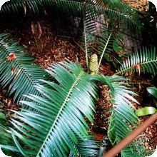 E. umbeluziensis