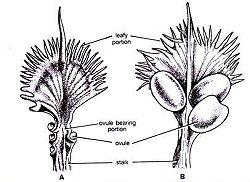 cycad seeds cycad seeds