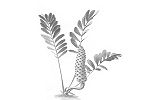Cycad Trivia